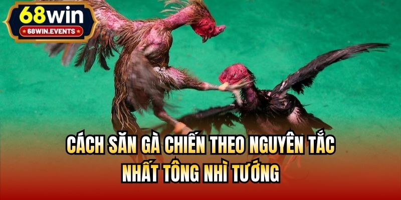 Cách săn gà chiến theo nguyên tắc nhất tông nhì tướng