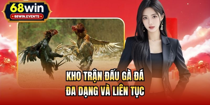 Kho trận đấu gà đá đa dạng và liên tục